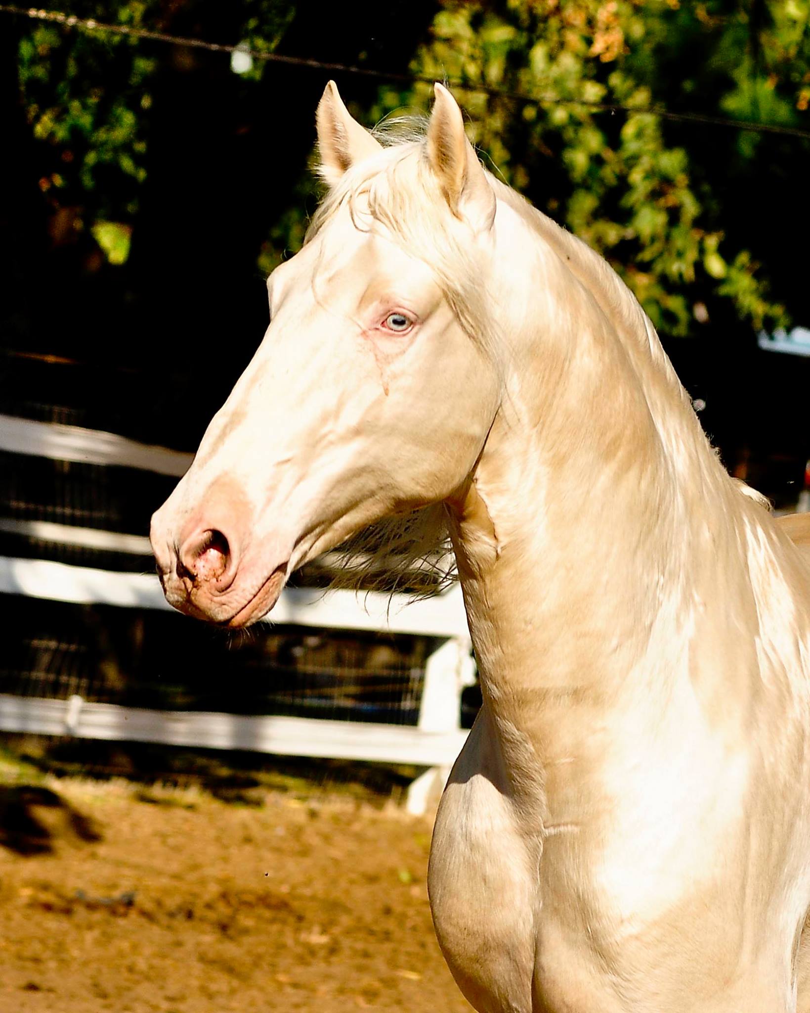 Caetano - Cremello Lusitano Stallions at Stud